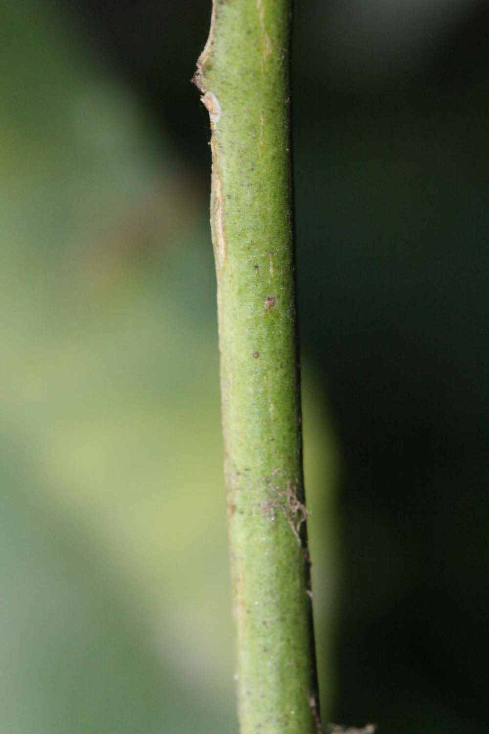            First year twig (Riverside, CA)   